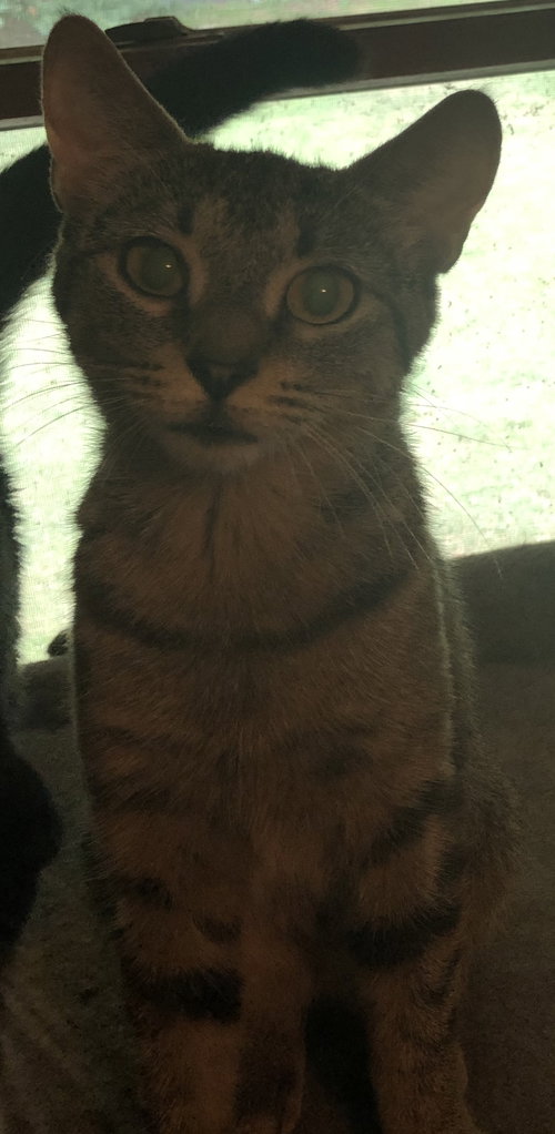 Munchkin