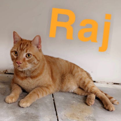 Raj