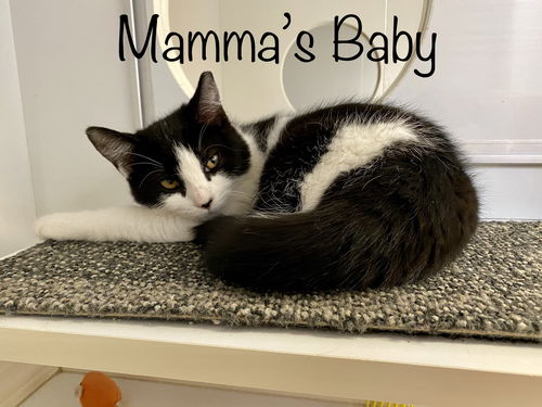Mamma’s Baby