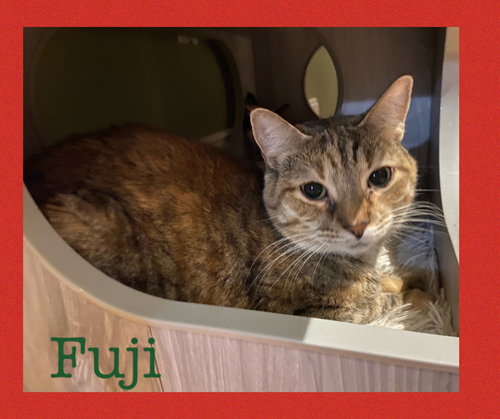 Fuji (with Macintosh)