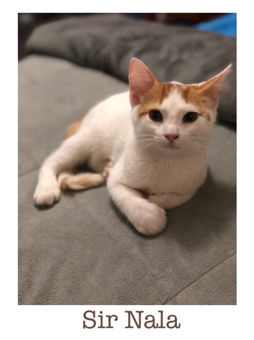 Sir Nala