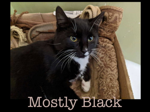 Mostly Black