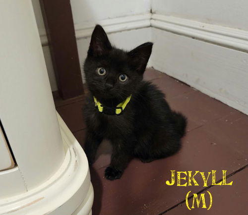 Jekyll (m)