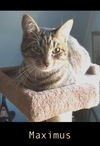 Maximus (with Socks)