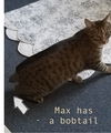 Maximus (with Socks)