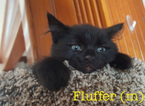 Fluffer