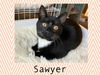 Sawyer