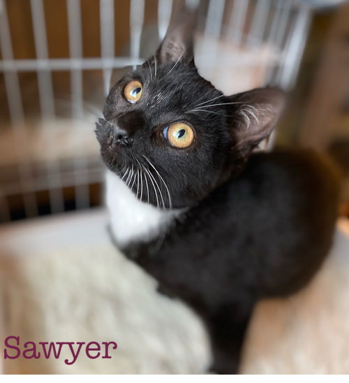 Sawyer