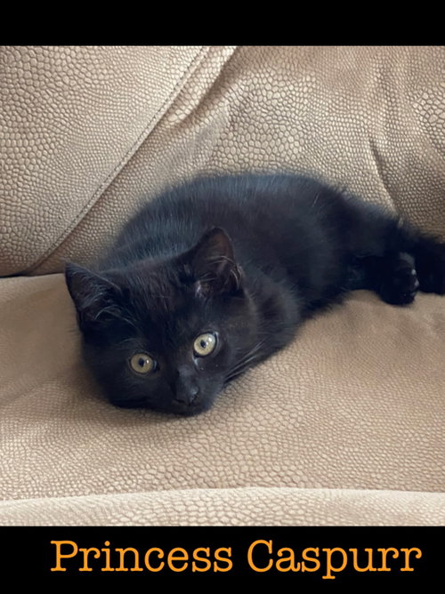 Princess Caspurr