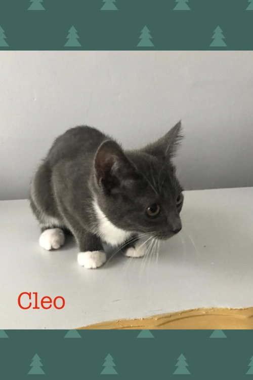 Cleo