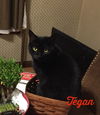 Tegan