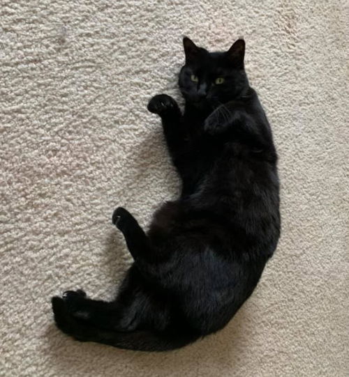 Tegan