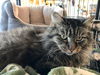 Fluffy