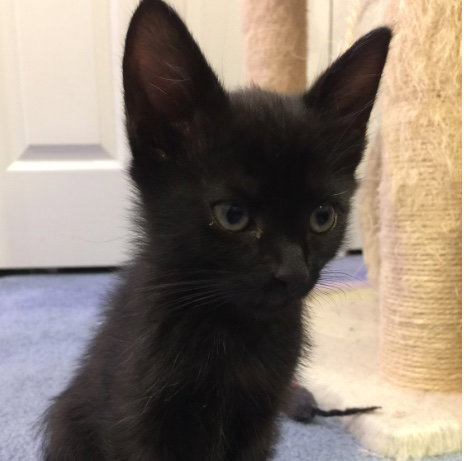Toothless