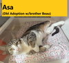 Beau (with Asa)