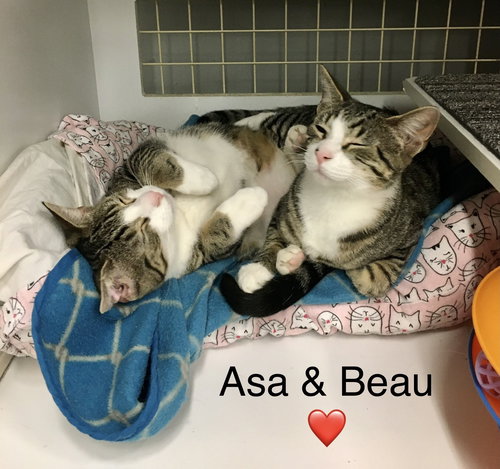 Beau (with Asa)