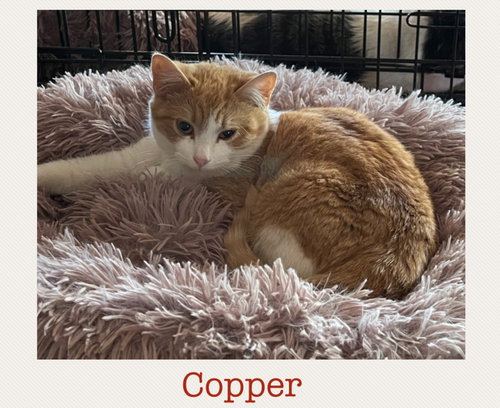 Copper