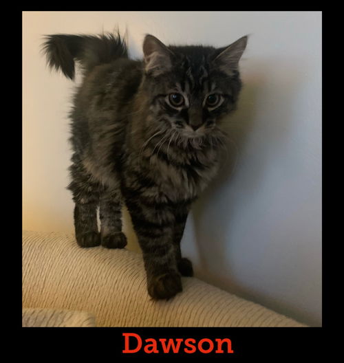 Dawson
