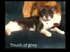 Touch of Grey