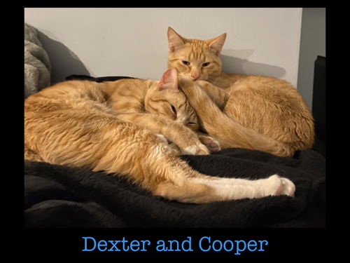 Dexter