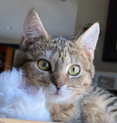 Milly
