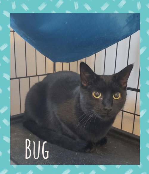 Bug