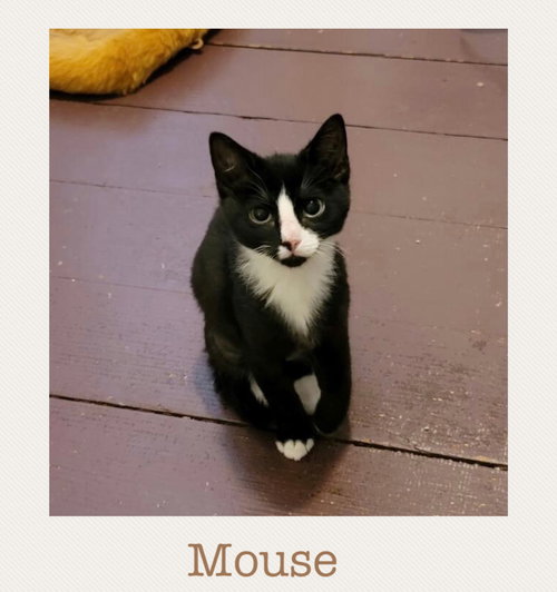 Mouse