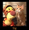 Tig
