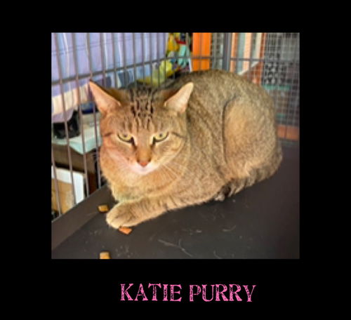 Katie Purry