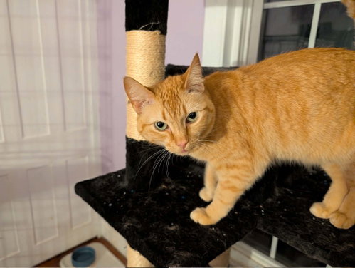 Daisy, an adoptable Domestic Short Hair in Stewartsville, NJ