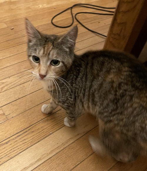 Myla