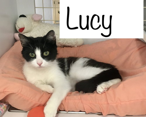 Lucy