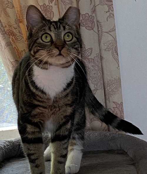 Missy