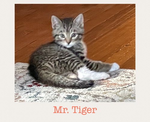 Mr. Tiger