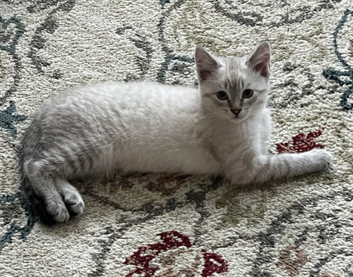 Sir handsome