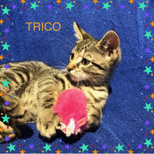 Trico