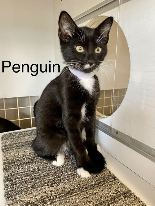 Penguin