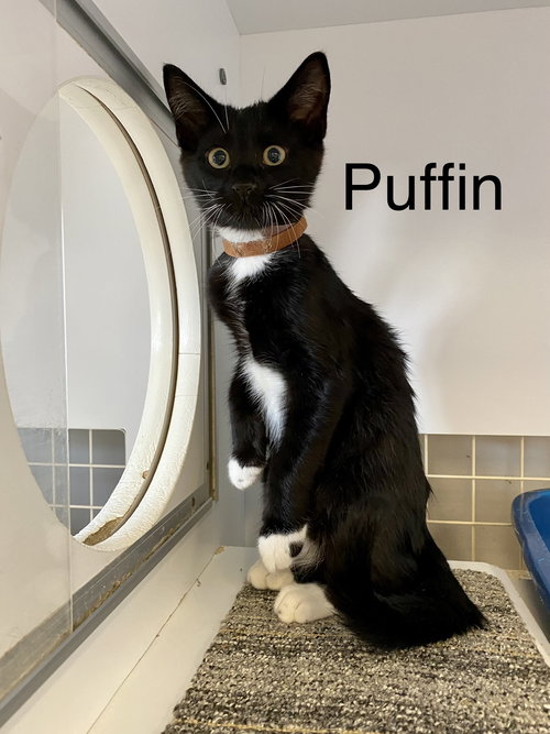 Puffin