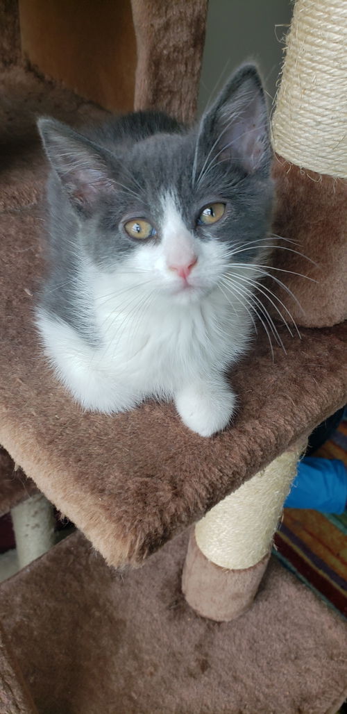 Francis (frankie)