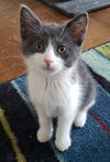 Francis (frankie)