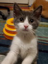 Francis (frankie)