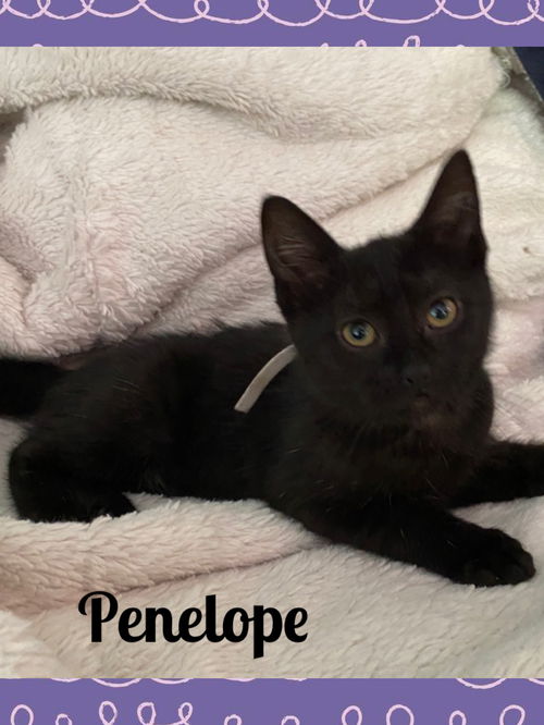 Penelope