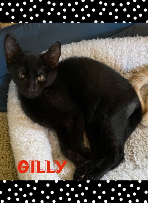 Gilly