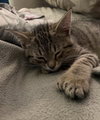 Mitts