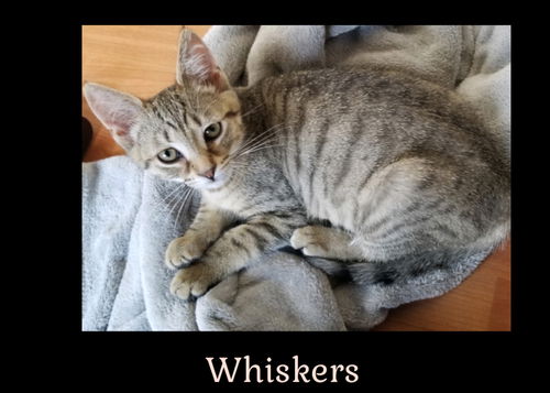 Whiskers