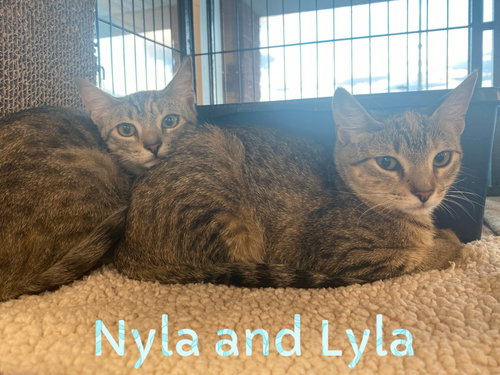 Lyla (with Lyla)
