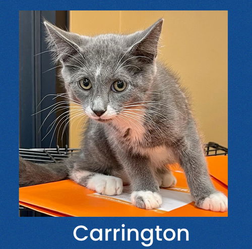 Carrington