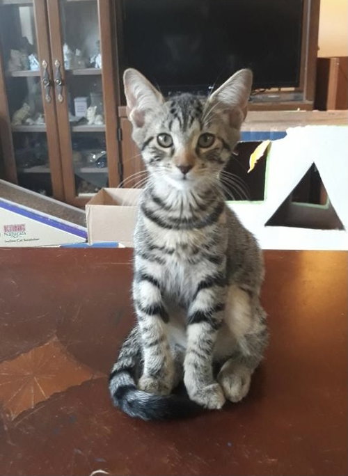 Spaz