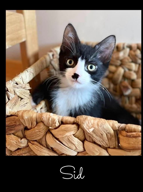 Sid