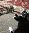 O’Malley